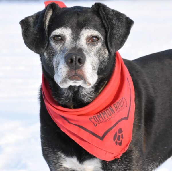 Dog wearing bandana