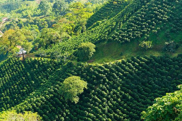 Coffee field in Colombia