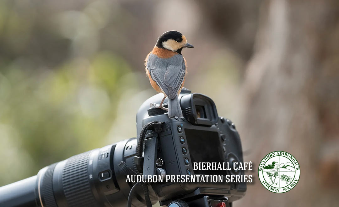 Bierhall Cafe Audubon Series