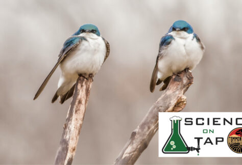 Two swallows pearched with a science on tap logo
