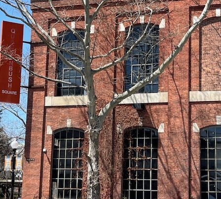 Sycamore Tree infront of the Common Roots Albany Outpost
