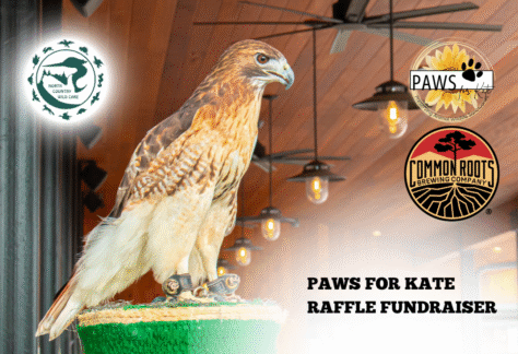 paws for kate flyer with falcon overlooking biergarten