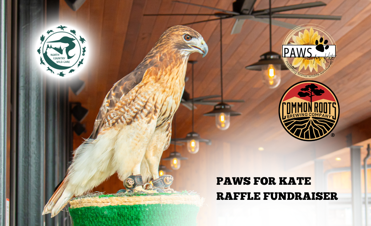 paws for kate flyer with falcon overlooking biergarten