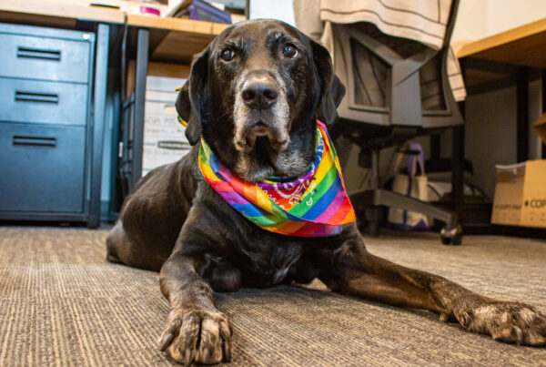 photo of a dog in an office