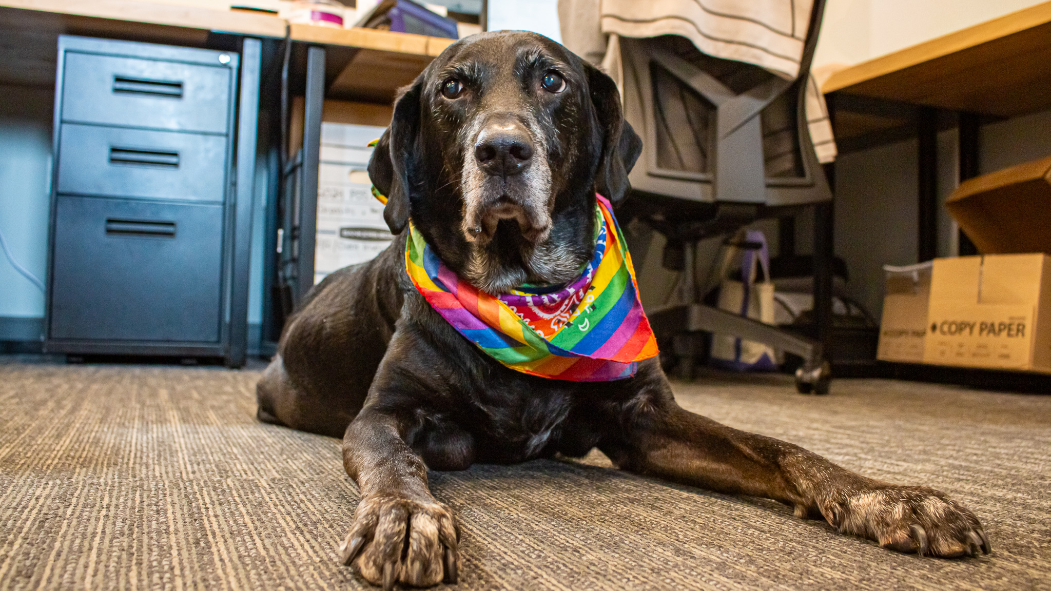 photo of a dog in an office